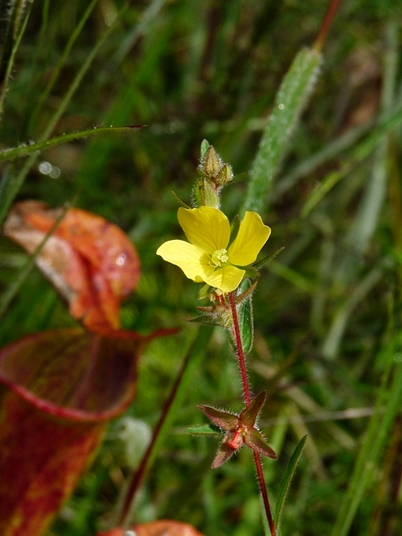 {Ludwigia hirtella}